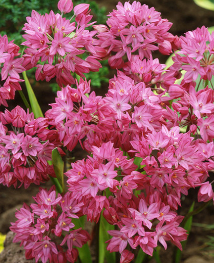 Allium Ostrowskianum 5 Bulbs