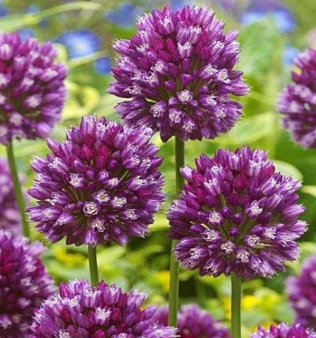Allium Rotundum Ornamental Garlic 5 Bulbs