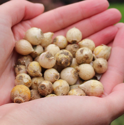 Galanthus  Mount Everest Snowdrop 5 Bulbs