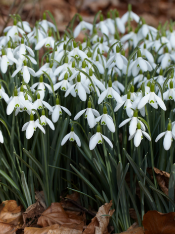 Galanthus Nivalis Snowdrop 5 Bulbs