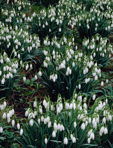 Galanthus Nivalis Snowdrop 5 Bulbs