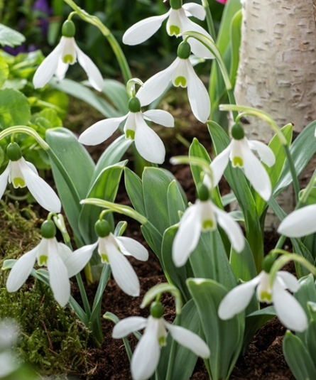 Galanthus  Mount Everest Snowdrop 5 Bulbs
