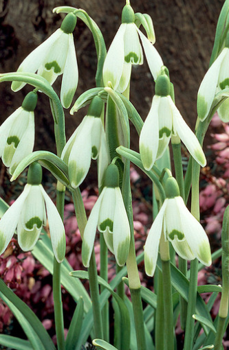 Galanthus nivalis 'Viridapice' Snowdrop 5 Bulbs