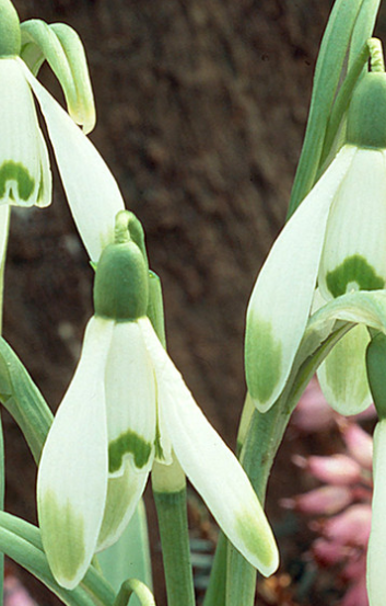 Galanthus nivalis 'Viridapice' Snowdrop 5 Bulbs