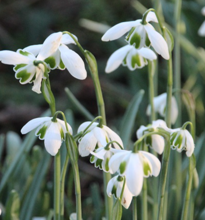 Galanthus Dionysus Snowdrop 3 Bulbs