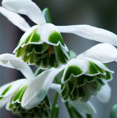 Galanthus Dionysus Snowdrop 3 Bulbs