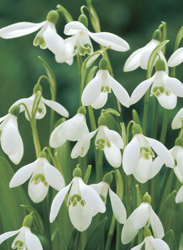 Galanthus Woronowii Snowdrop 5 Bulbs