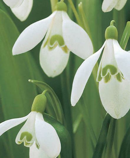 Galanthus Woronowii Snowdrop 5 Bulbs