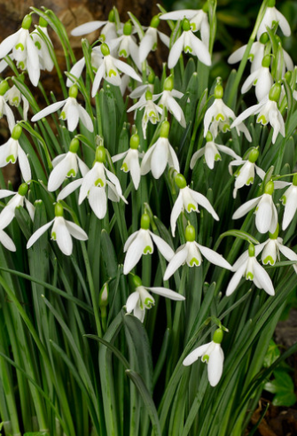 Galanthus Elwesii Snowdrop 5 Bulbs