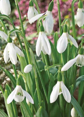 Galanthus Elwesii Snowdrop 5 Bulbs