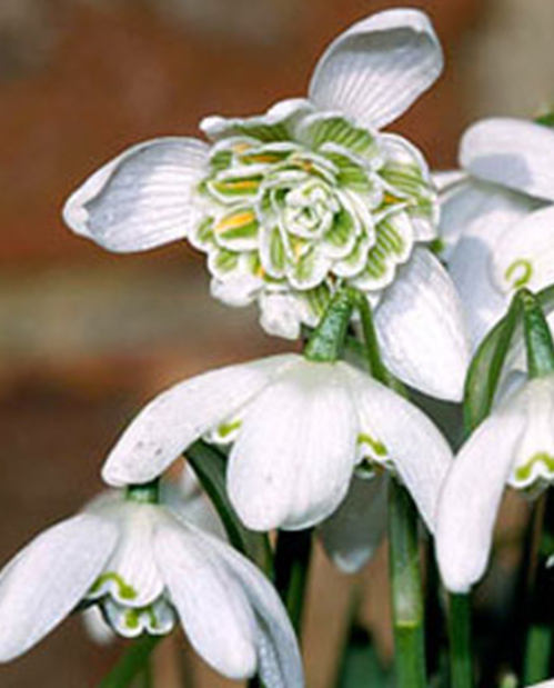 Galanthus Double Plenus Snowdrop 3 Bulbs