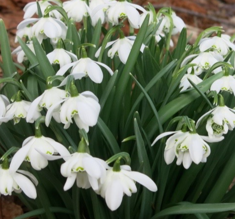 Galanthus Double Plenus Snowdrop 3 Bulbs
