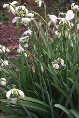 Galanthus 'Jaquenetta' Snowdrop 5 Bulbs
