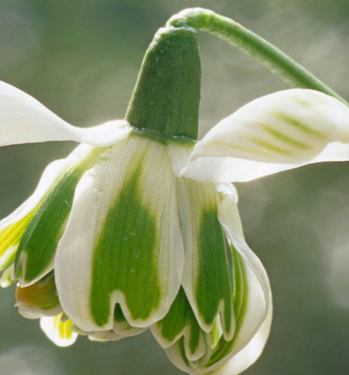 Galanthus 'Jaquenetta' Snowdrop 5 Bulbs