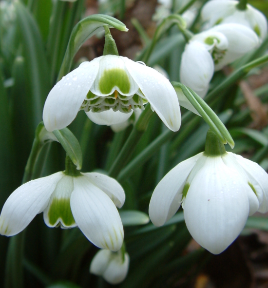 Galanthus 'Hippolyta' Snowdrop 3 Bulbs