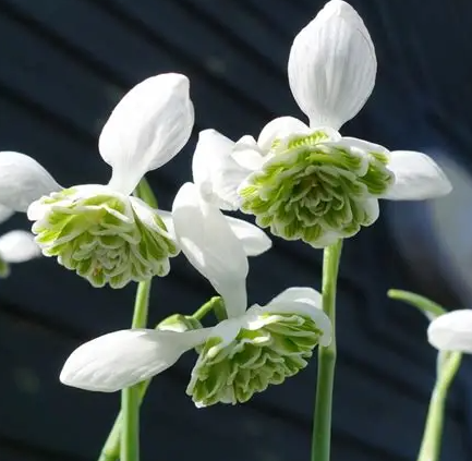 Galanthus 'Hippolyta' Snowdrop 3 Bulbs