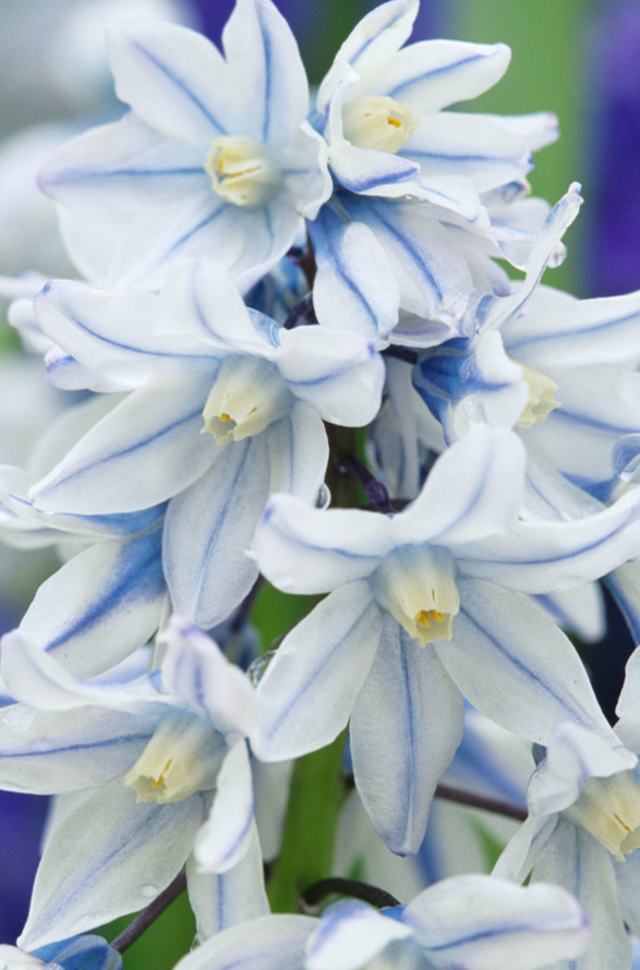 Puschkinia Libanotica 8 Bulbs