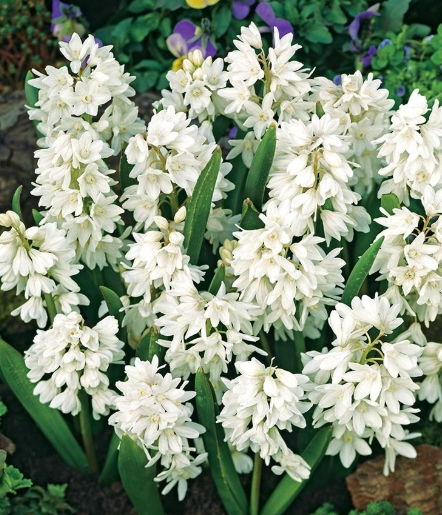 Puschkinia White Alba 8 Bulbs