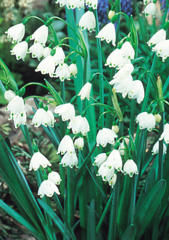 Leucojum Aestivum 3 Bulbs