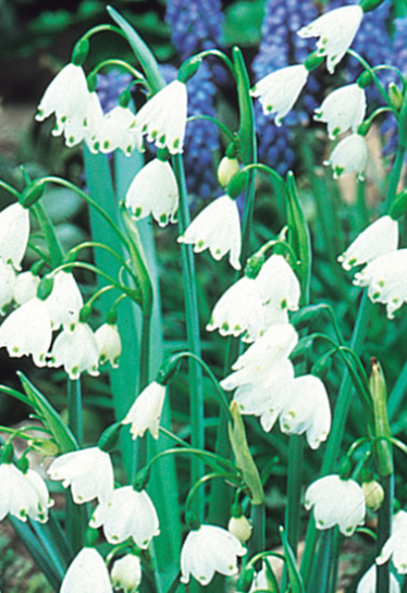 Leucojum Aestivum 3 Bulbs