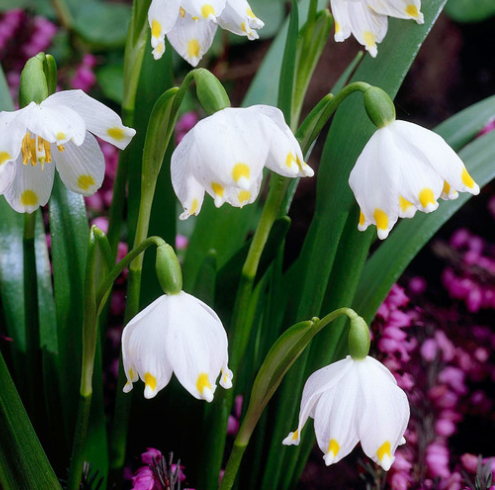 Leucojum Vernum 3 Bulbs