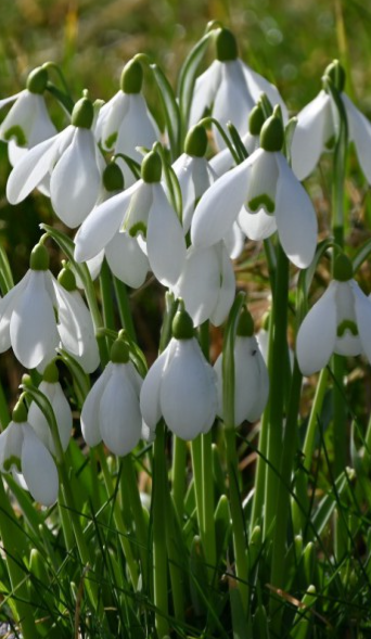 Galanthus S. Arnott Snowdrop 5 Bulbs
