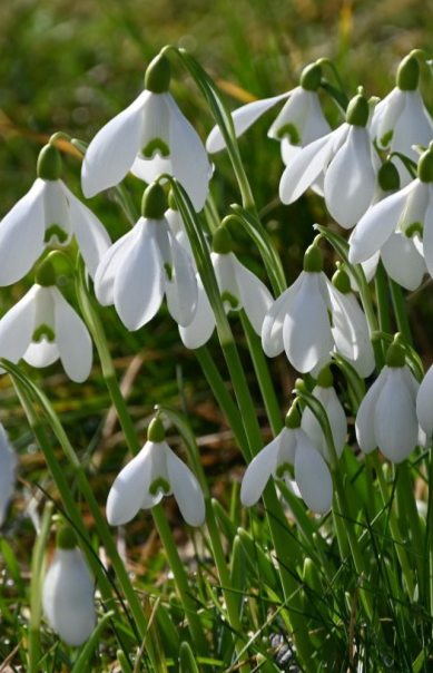 Galanthus S. Arnott Snowdrop 5 Bulbs