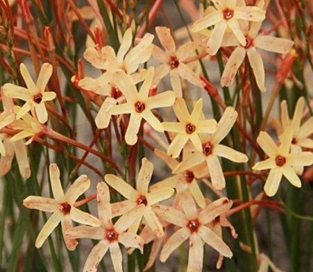Ixia Paniculata Eos 6 Bulbs