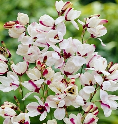 Ixia Sportlight 6 Bulbs