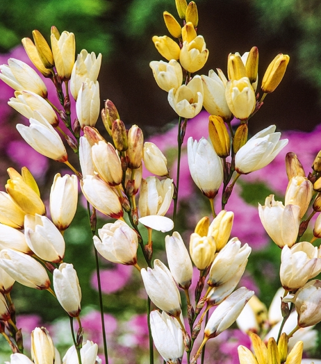 Ixia Marquette 6 Bulbs