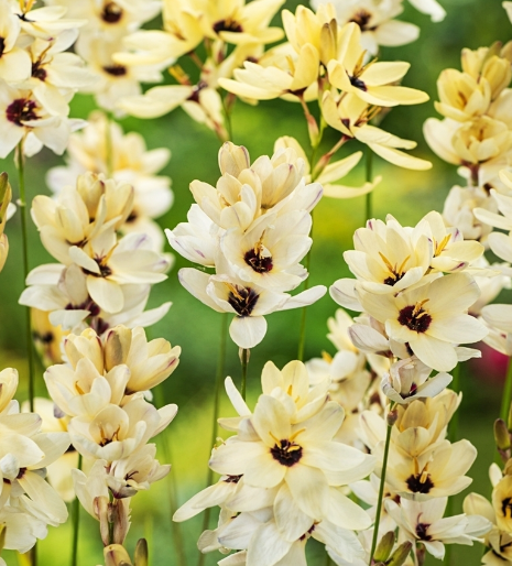 Ixia Hogarth 6 Bulbs