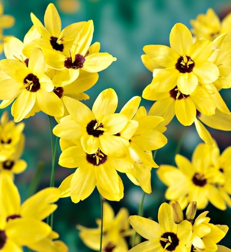 Ixia Yellow Emperor 6 Bulbs