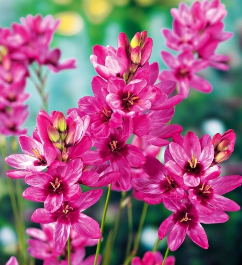 Ixia Mabel 6 Bulbs