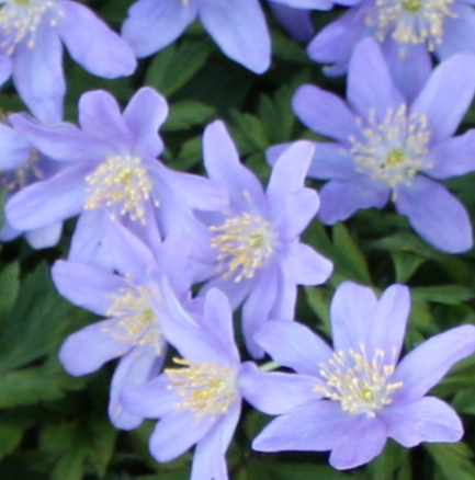 Anemone Nemorosa 'Royal Blue' 6 Bulbs