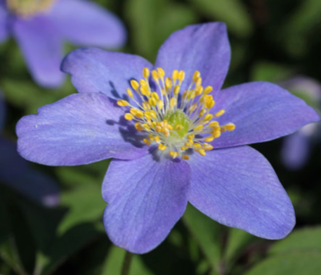 Anemone Nemorosa 'Royal Blue' 6 Bulbs