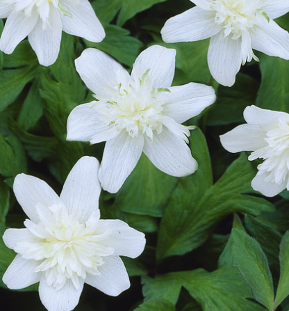 Anemone Nemorosa Vestal 6 Bulbs