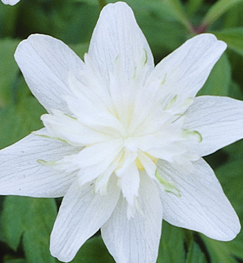 Anemone Nemorosa Vestal 6 Bulbs