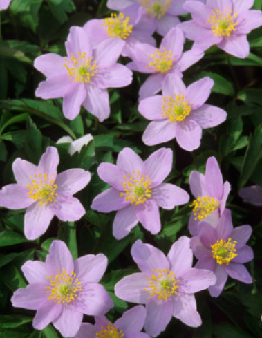 Anemone Nemorosa Robinsoniana 6 Bulbs