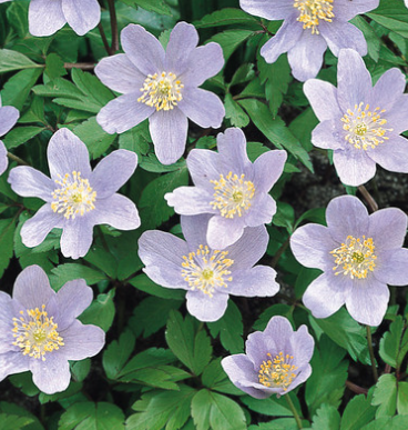 Anemone Nemorosa Robinsoniana 6 Bulbs