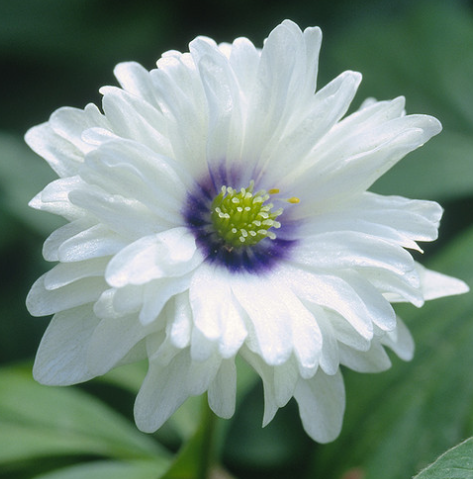 Anemone nemorosa Blue Eyes 6 Bulbs