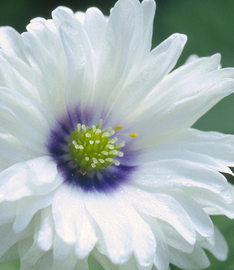 Anemone nemorosa Blue Eyes 6 Bulbs