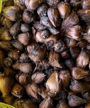 Oxalis Regnellii 5 Bulbs