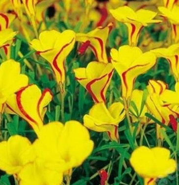Oxalis - Golden Cape Sorrel 5 Bulbs