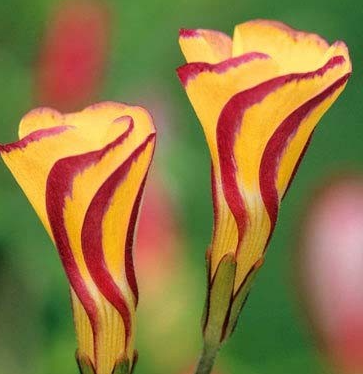 Oxalis - Golden Cape Sorrel 5 Bulbs