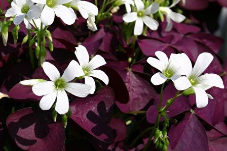 Oxalis - Burgundy Wine 5 Bulbs