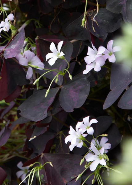 Oxalis - Burgundy Wine 5 Bulbs
