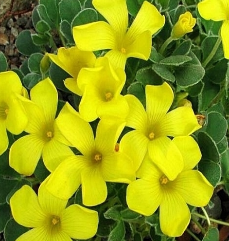 Oxalis - Ken Aslet 3 Bulbs