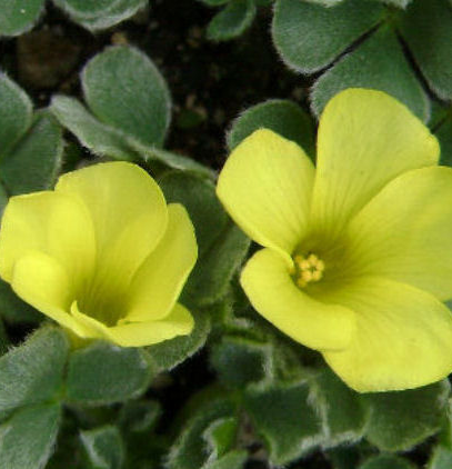 Oxalis - Ken Aslet 3 Bulbs