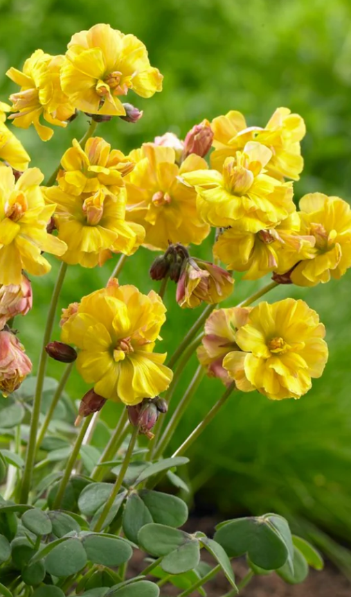 Oxalis - Double Trouble 3 Bulbs