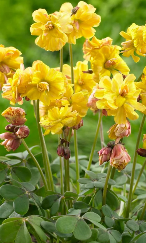 Oxalis - Double Trouble 3 Bulbs